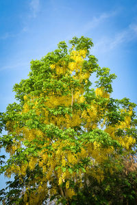 Low angle view of trees against sky