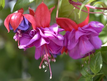 Close-up of pink flowers blooming outdoors