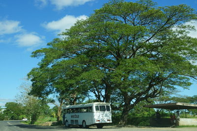Road with trees in background
