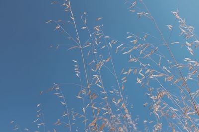 Low angle view of plants