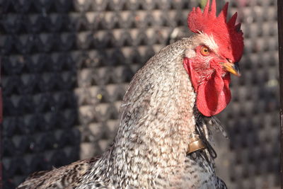 Close-up of rooster