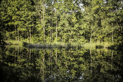 Trees in grass