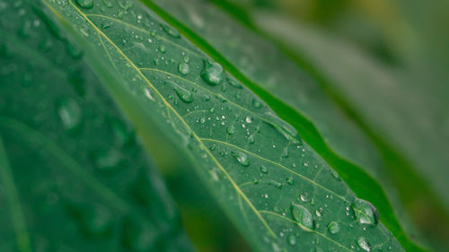 Close-up of wet plant leaves during rainy season