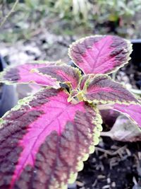 Close-up of pink leaves on plant