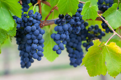 Grapes growing in vineyard