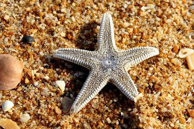 Close-up of lizard on beach