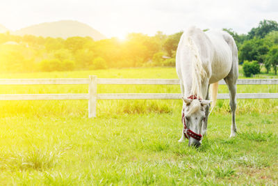 Horse grazing in field