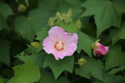 Close-up of pink flowering plant