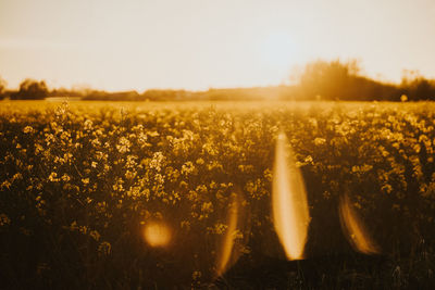 Scenic view of field against sky during sunset