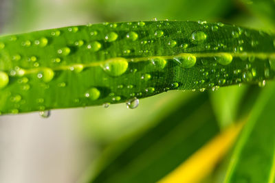 Close-up of raindrops on leaves