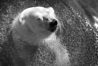 Close-up of dog in water