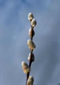 Close-up of plant against blurred background