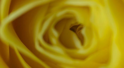 Macro shot of yellow flower