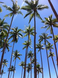 Low angle view of palm trees against sky
