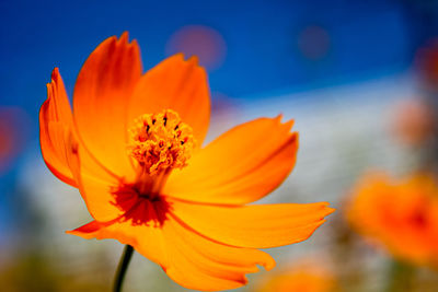 Close-up of orange flower