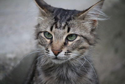 Close-up portrait of tabby cat