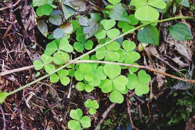 Close-up of leaves