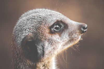 Close-up of meerkat at zoo