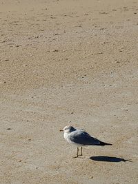 Close-up of seagull perching on land