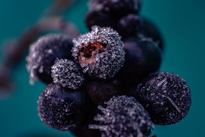 Close-up of fruits against blue background