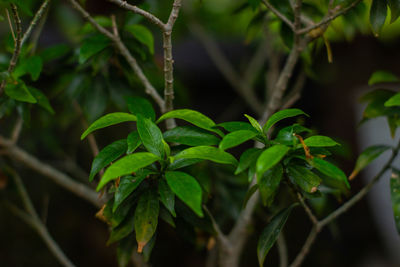 Close-up of fresh green leaves