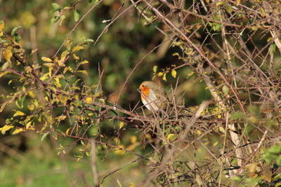 View of bird perching on branch robin 