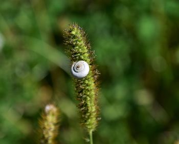 Close-up of snail on pine tree