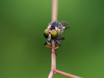 Close-up of insect on flower