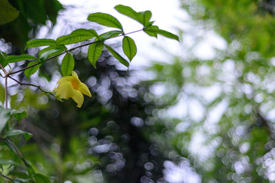 Low angle view of flowering plants