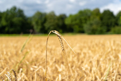 Close-up of wheat growing on field