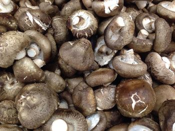 Full frame shot of mushrooms