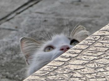 Close-up portrait of cat