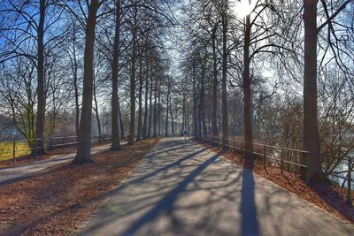 Walkway amidst trees against sky