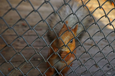 Close-up of chainlink fence