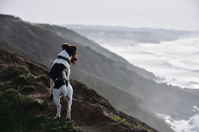 Dog standing in mountains