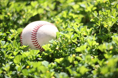 Close-up of white ball on field