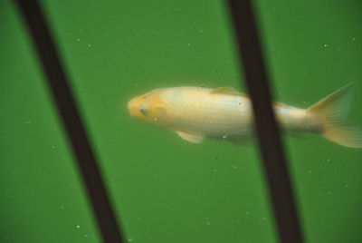 Close-up of fish swimming in sea