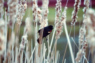 Close-up of bird perching on plant