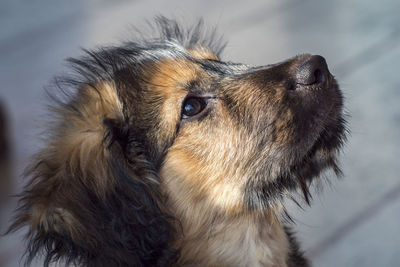 Close-up portrait of dog