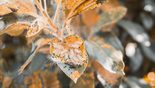 Caterpillars and larvae on the needles of a fir tree
