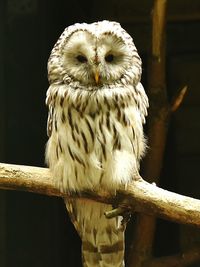 Close-up of owl perching outdoors