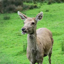 Portrait of sheep on field