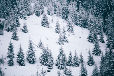 Snow covered pine trees in forest