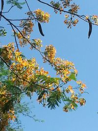 Low angle view of tree against blue sky