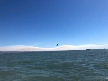 Seagulls flying over sea against sky
