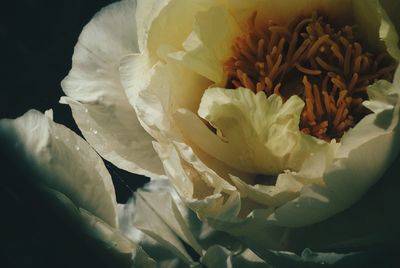 Close-up of white rose bouquet