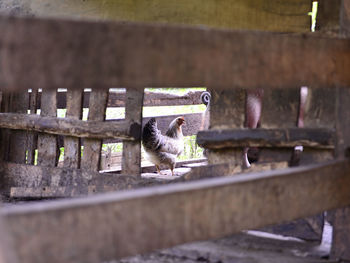 View of an animal pen