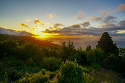 Scenic view of trees against sky during sunset