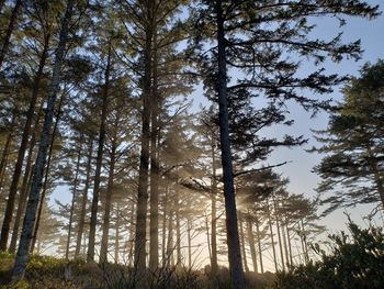Low angle view of trees in forest against sky