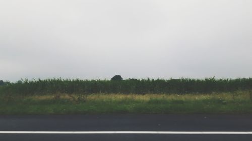 Scenic view of grassy field